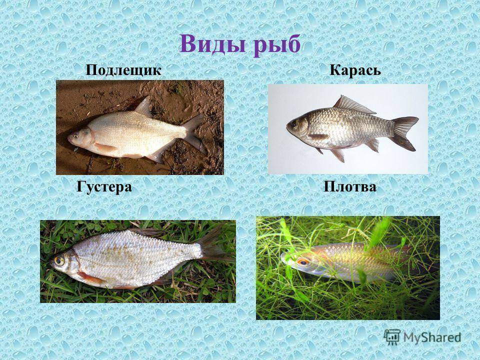 Подлещик - описание и фото рыбы, ловля подлещика в разное время года