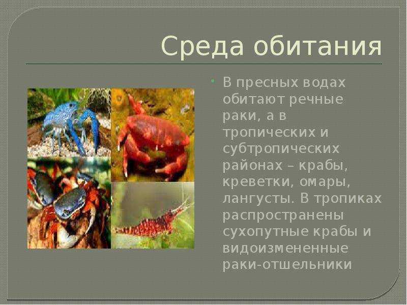 Креветка: описание, фото и видео, среда обитания, чем питается, популяция, враги