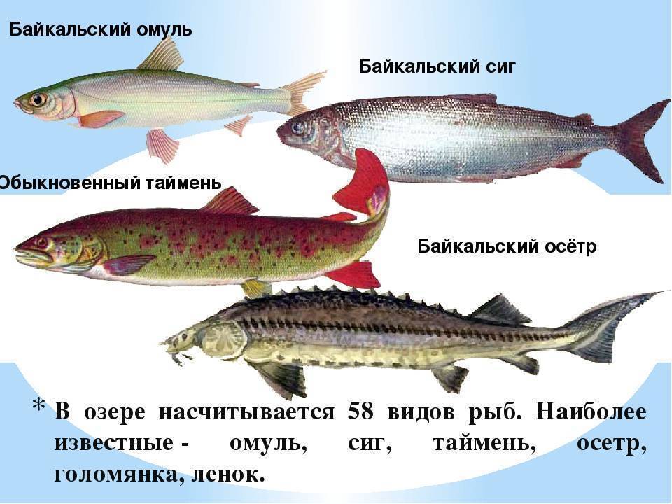 Рыба омуль
