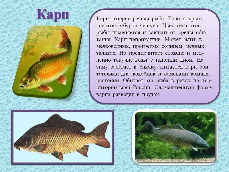 Карп — что это за рыба, чем полезна и как ее готовить?