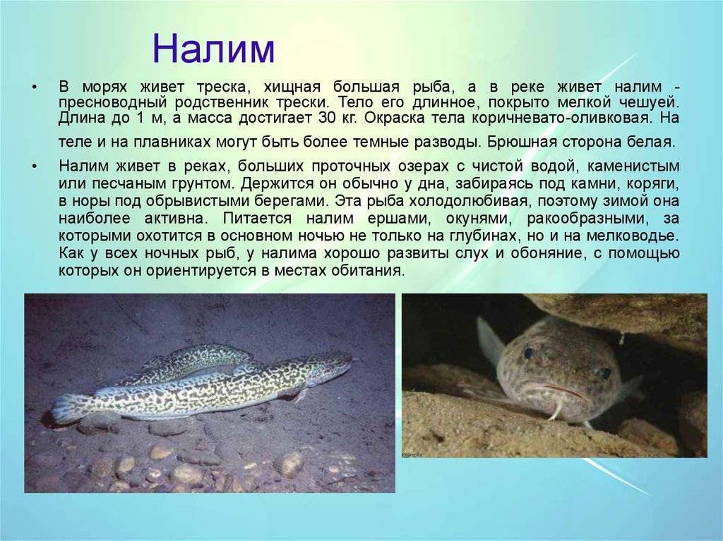 Налим - когда и где ловить, снасти и способы ловли