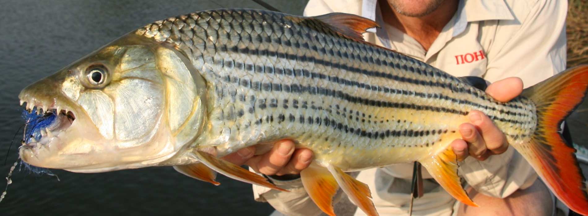 Тигровая рыба голиаф рецепт приготовления. водный монстр из африки