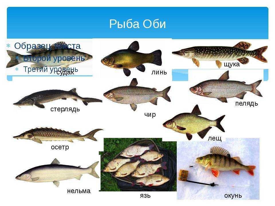 Ценная рыба 6 букв. Рыба в Оби в Новосибирске. Рыба в Оби виды. Рыбы реки Обь. Рыба реки Оби.