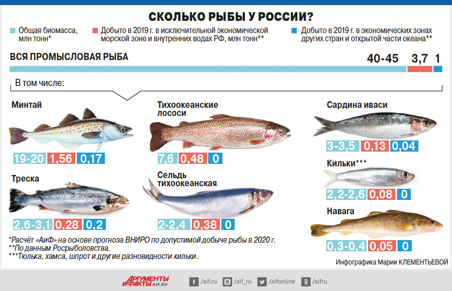 Польза и вред скумбрии, ее влияние на организм
