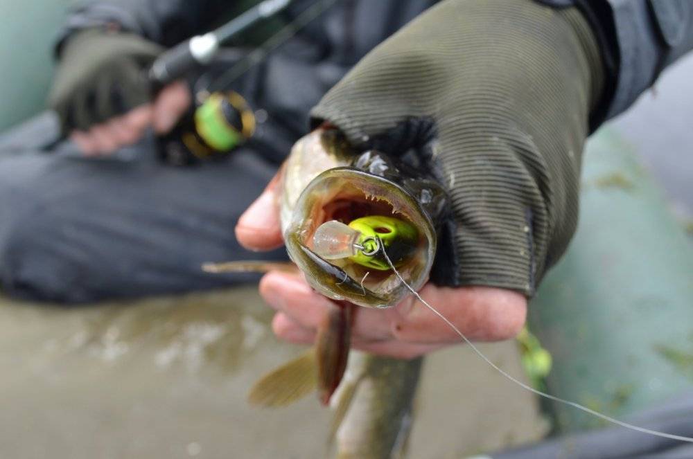 Ловля сома на лягушку - читайте на сatcher.fish
