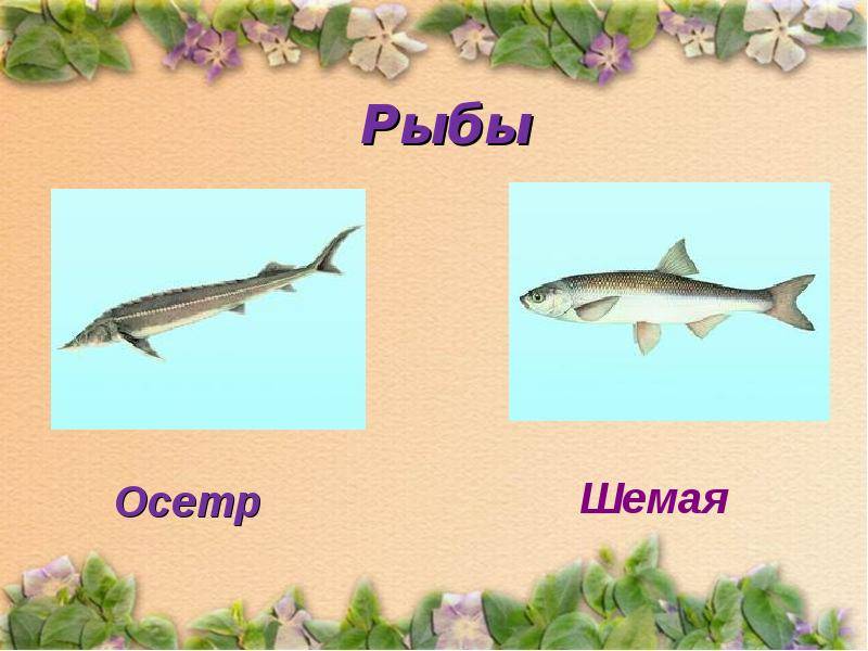 Рыба шемая или шамайка
