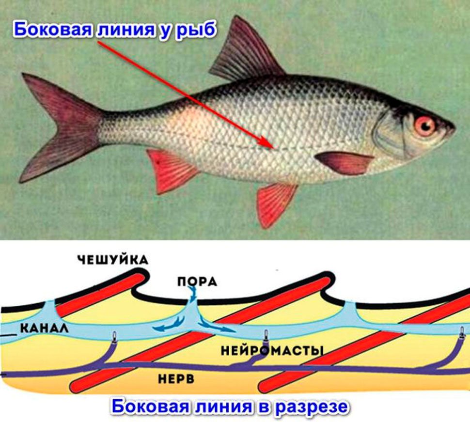 Функция органа боковой линии рыб. Боковая линия у костных рыб. Органы боковой линии у рыб. Что такое боковая линия у рыб 7 класс биология. Строение боковой линии у рыб.