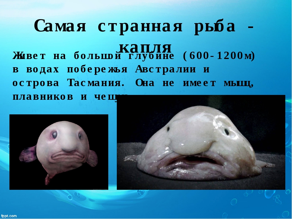 Рыба-капля – фото, описание, ареал, рацион, враги, популяция
