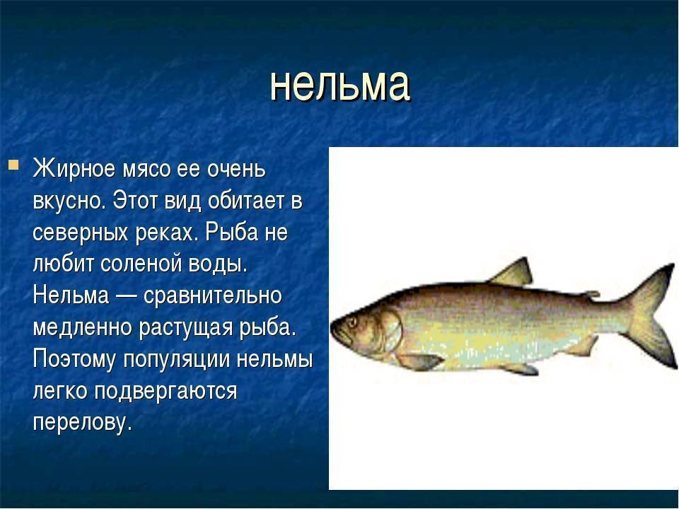 Северная рыба чир (щокур): описание, особенности ловли и интересные рецепты