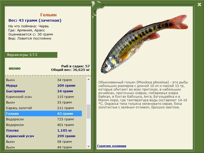 Гольян: описание, распространение, образ жизни и способ ловли - fishingwiki