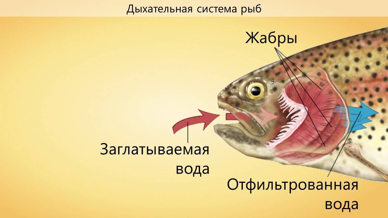 Чем дышат рыбы? какие приспособления для дыхания у них существуют?