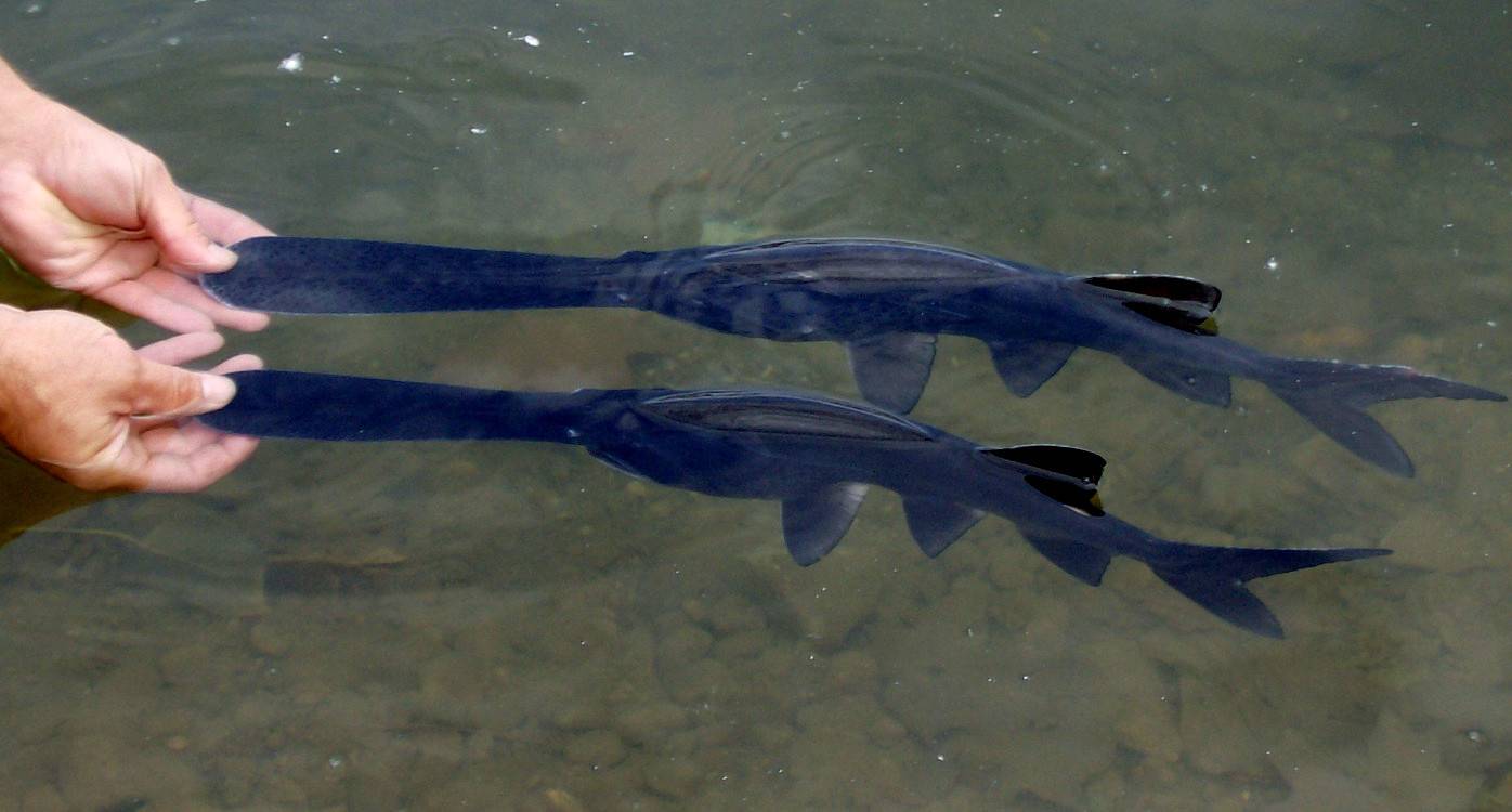 Givotinki.ru. рыба веслонос: описание, особенности и среда обитания