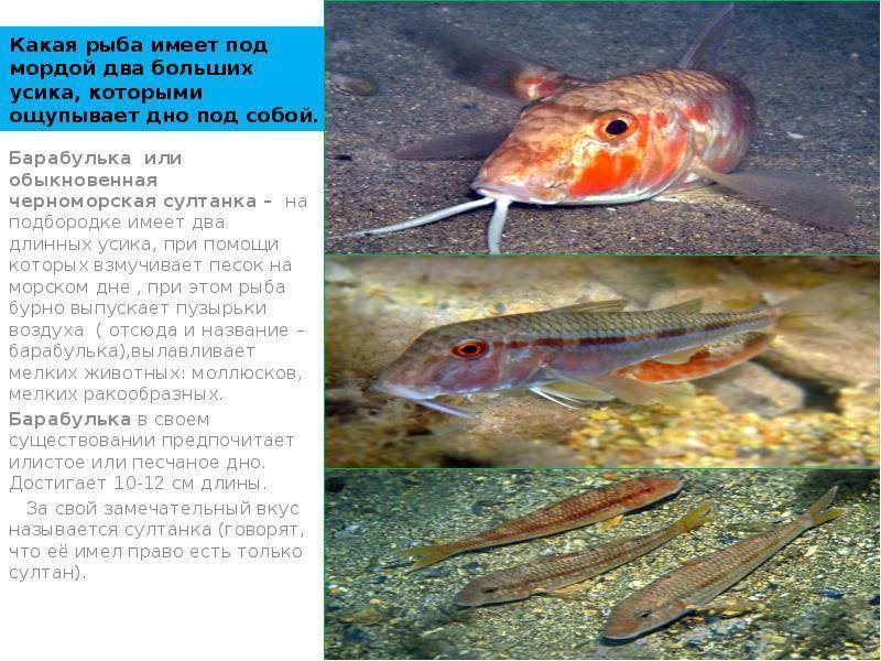 Рыба барабулька: фото, отзывы, как выглядит, где водится, как приготовить :: syl.ru