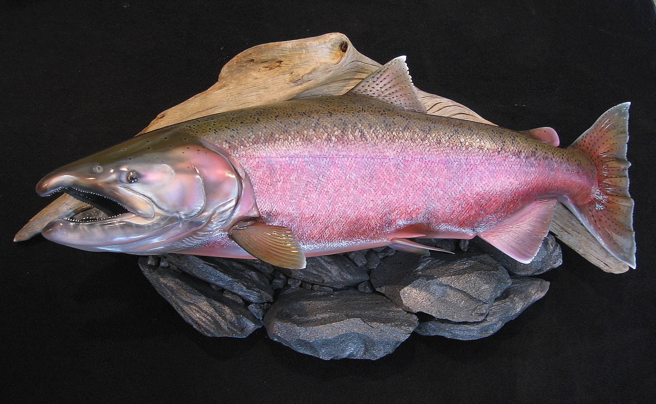 Рыба кета – представитель семейства лососёвых