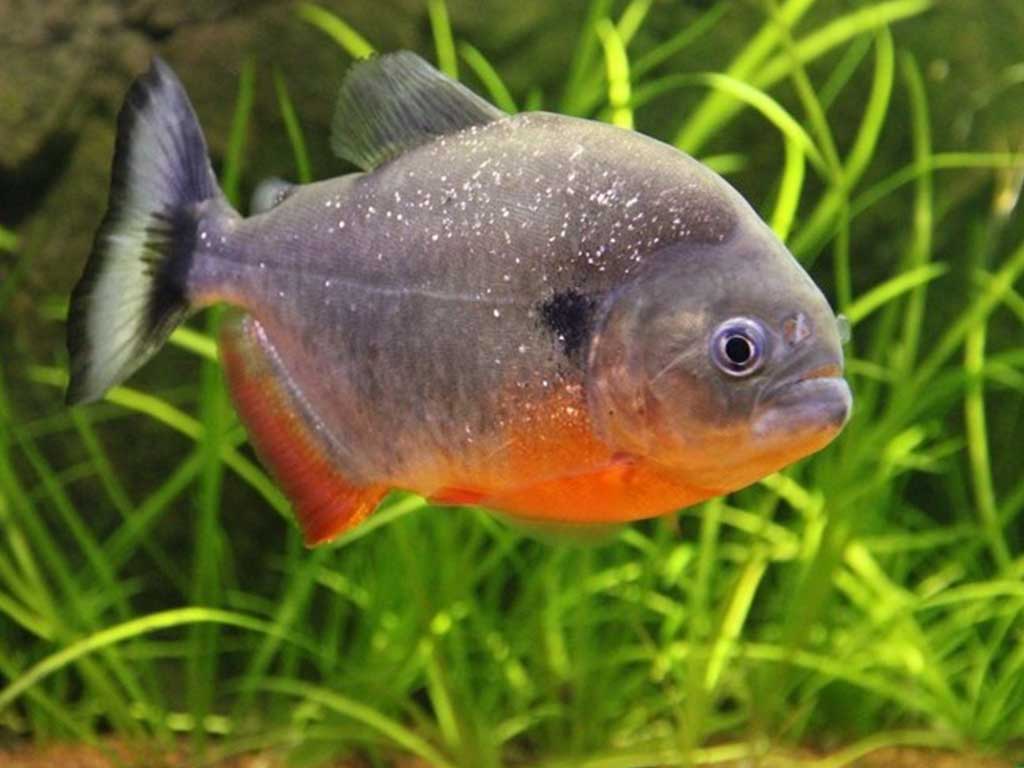Аквариумная пиранья (pygocentrus nattereri)