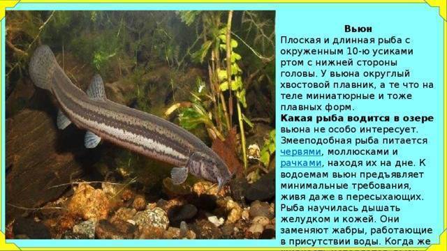 Интересные факты про рыбу вьюн-фото и описание