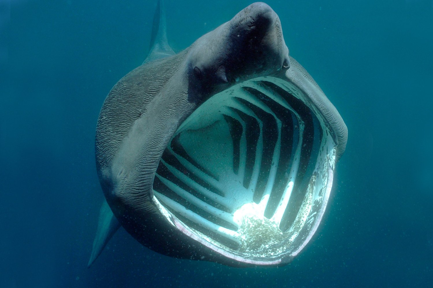 Самая большая пасть. Большая акула Cetorhinus Maximus. Баскинг Шарк акула. Гигантская большеротая акула. Гигантская исполинская акула.