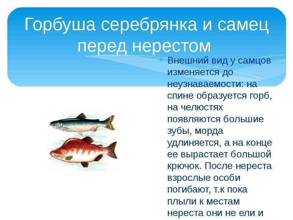 Рыбалка на горбушу: фото рыбы с головой, где ловят и когда начинается вылов в россии, приманка для спиннинга, как поймать рыбу на удочку