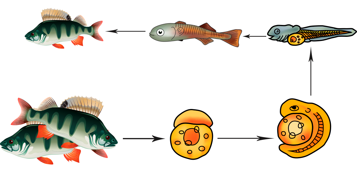 Размножение животных рыбы. Цикл развития рыбы схема. Схема этапов развития рыб. Цикл развития костных рыб. Наружное оплодотворение у рыб схема.