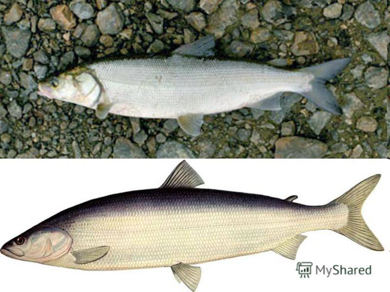 Рыба нельма: описание белорыбицы, видовые различия, как и на что ловить