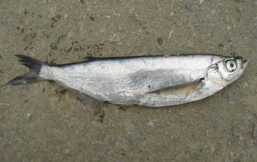 Чехонь - описание рыбы, фото, снасти и способы ловли чехони