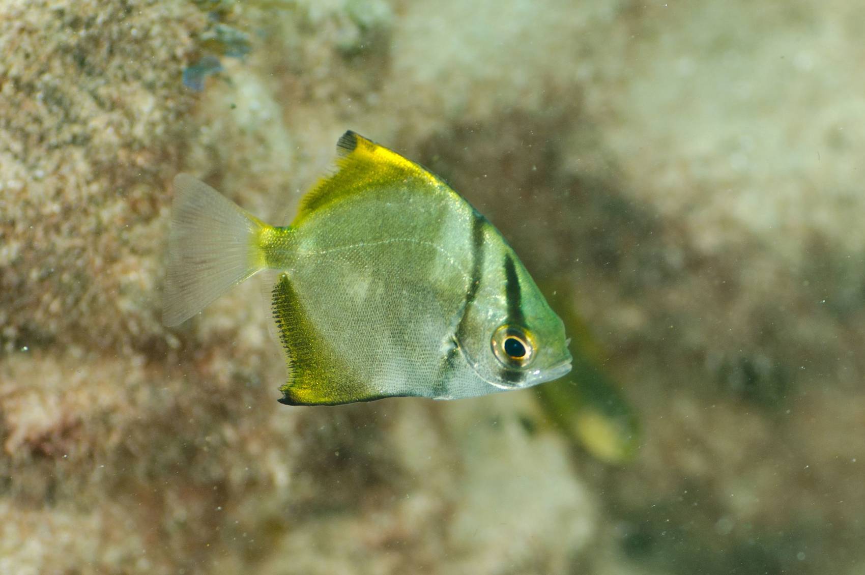 Аквариумная рыбка телескоп – пучеглазая золотая рыбка. описание и фото рыбки телескоп