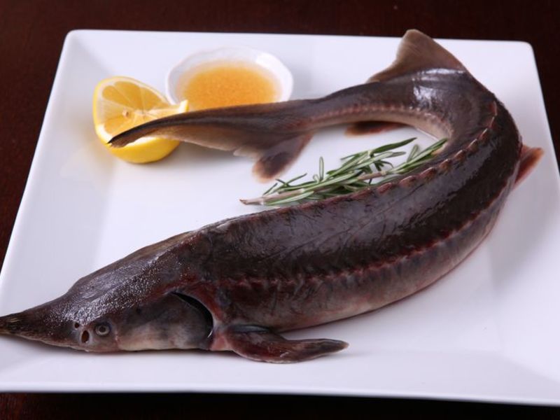 Царский осетр. Царская рыба стерлядка. Стерлядь Царская рыба. Стерлядь 16 кг. Осетр Царская рыба.