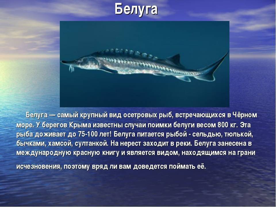 Рыба «Белуга» фото и описание