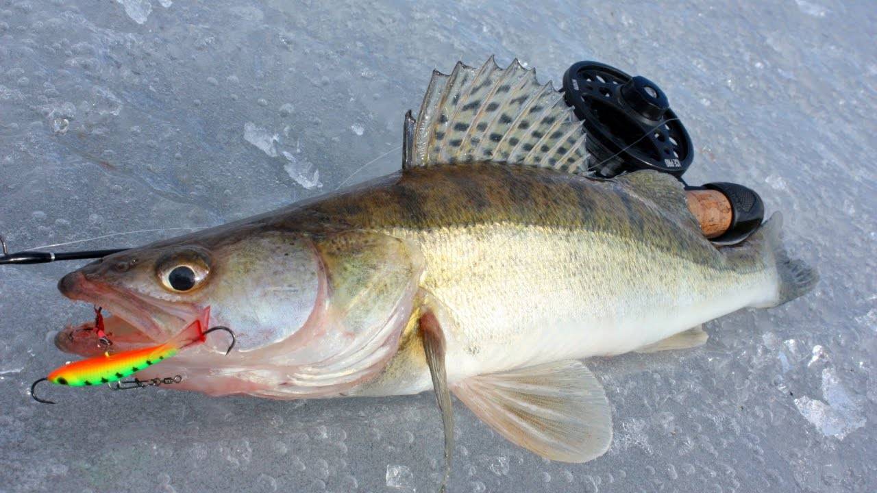 Рыбалка на щуку с зимними приманками