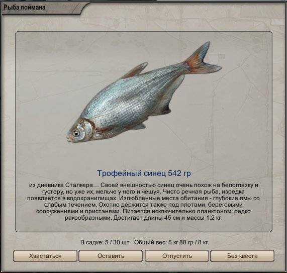 Рыба белоглазка, описание - блог рыболова