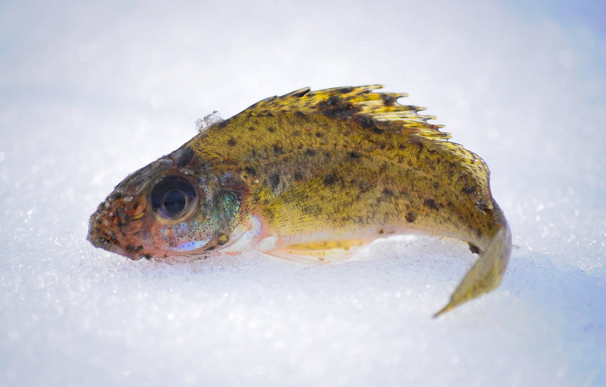 Ёрш: описание, распространение, образ жизни и способ ловли - fishingwiki