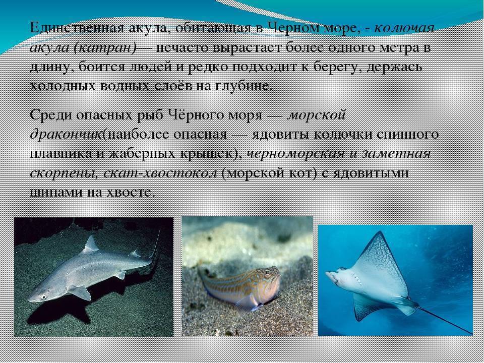 Катран: черноморская колючая акула, что это за рыба, опасна ли для человека, фото и описание, размеры