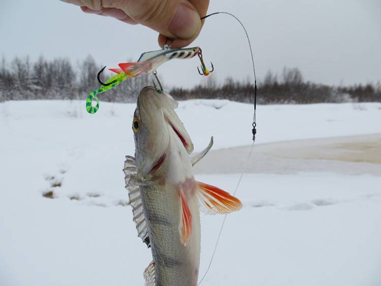 Рыба окунь. летняя и зимняя рыбалка на окуня: снасти, способы ловли :: syl.ru