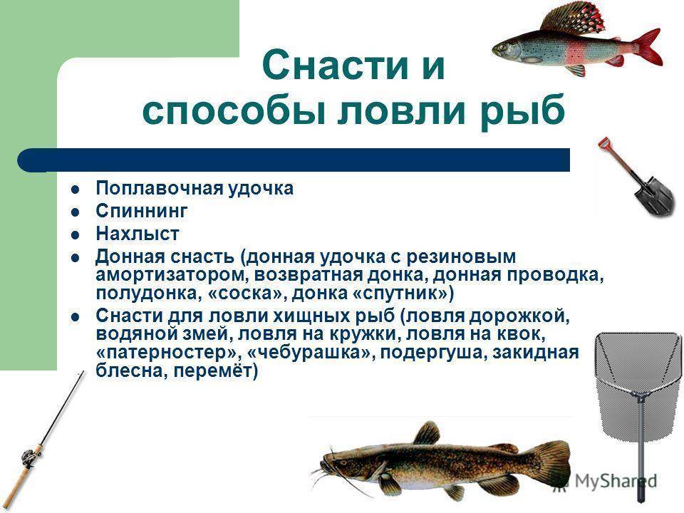 Рыба пескарь – описание, особенности поведения и ловли
