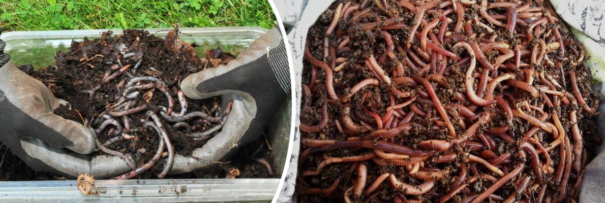 Как сохранить червей в домашних условиях долго в холодильнике