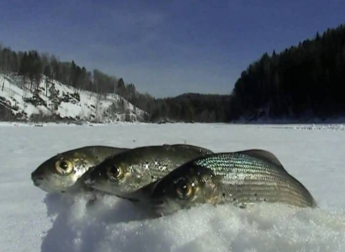 Особенности ловли рыбы в начале зимы