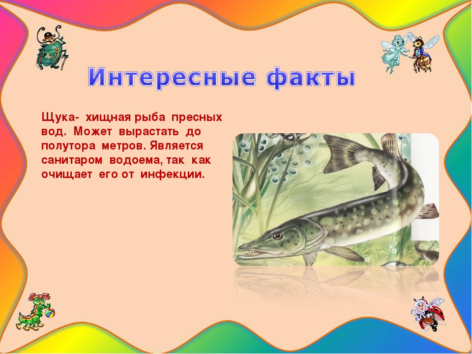 Меняет ли щука зубы и когда: особенности смены зубов у щуковых рыб