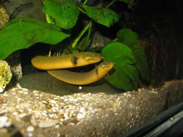 Каламоихт калабарский: реликтовая рыба с телом змеи