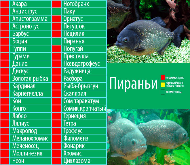 Этническое разнообразие в перу 10 самых важных народов