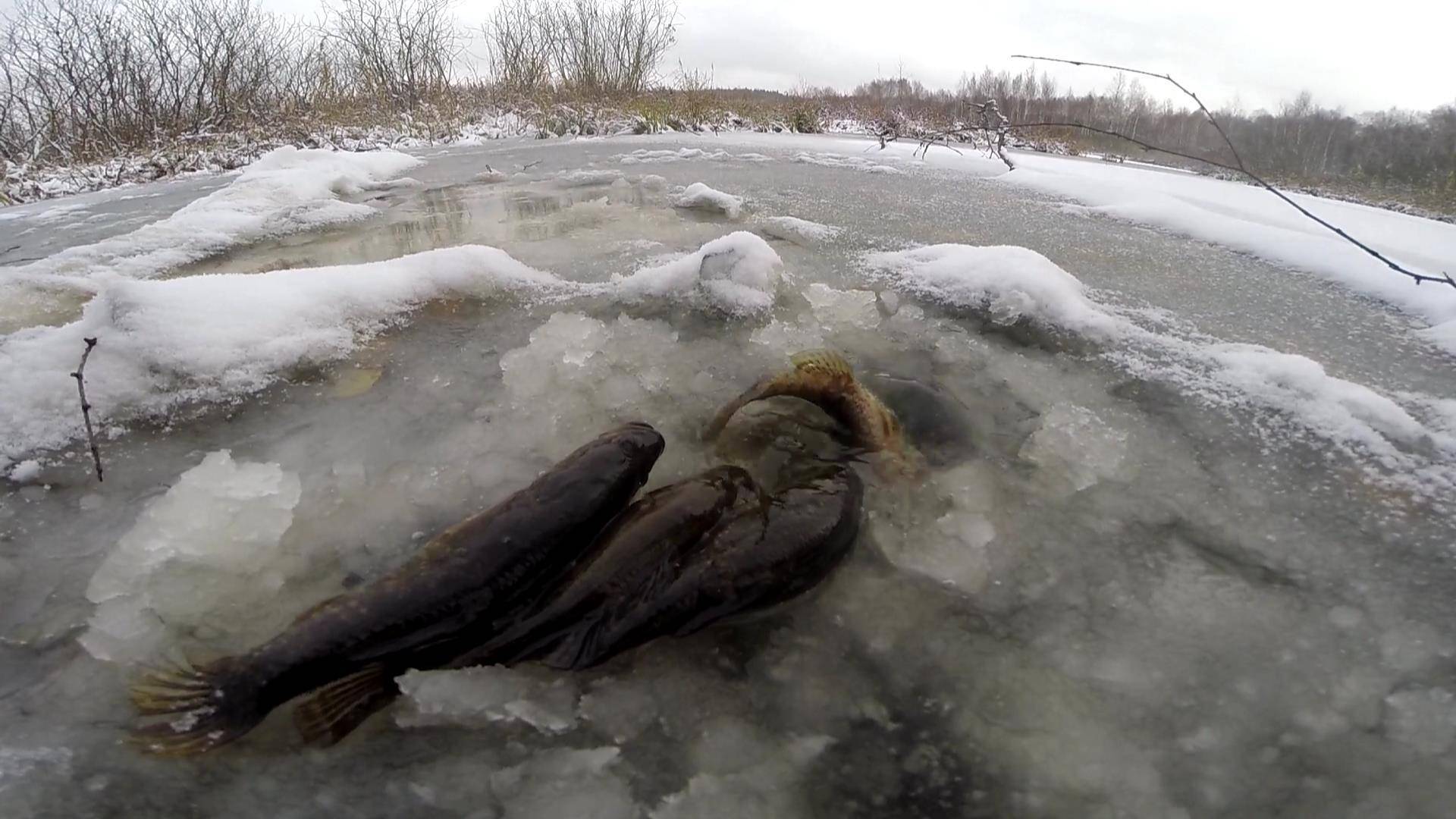 Описание рыбы ротан и всё о его ловле