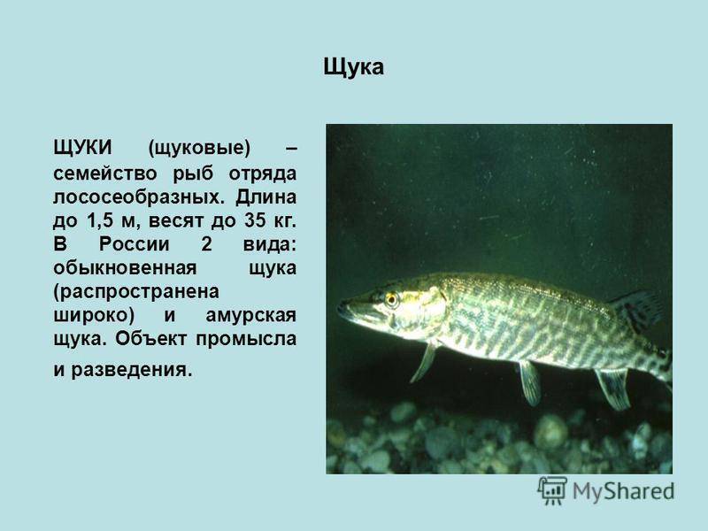 ᐉ щука: описание, виды, обитание, питание, нерест, рыбалка, разведение и выращивание - zookovcheg.ru