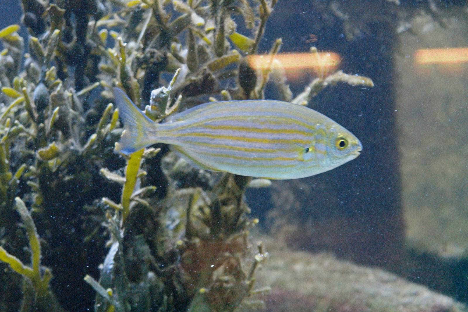 Рыба «Сальпа» фото и описание