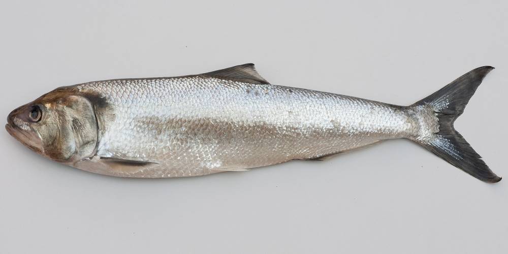 Какие виды рыб обитают в азовском море – названия, фото и характеристика