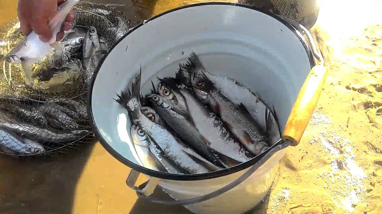 ✅ как солить чехонь в домашних условиях - fish-hunt.net.ru