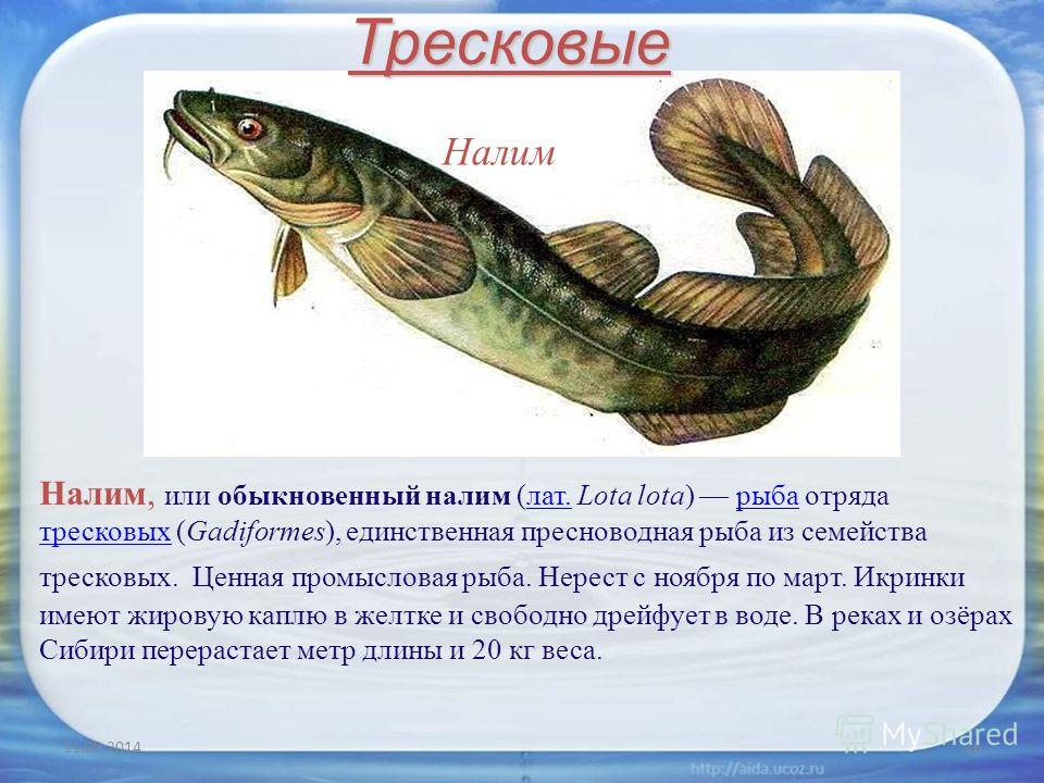 Тресковая рыба 6 букв. Налим семейство тресковых. Рыбы отряда тресковых. Отряд тресковых представители. Трескообразные рыбы представители.