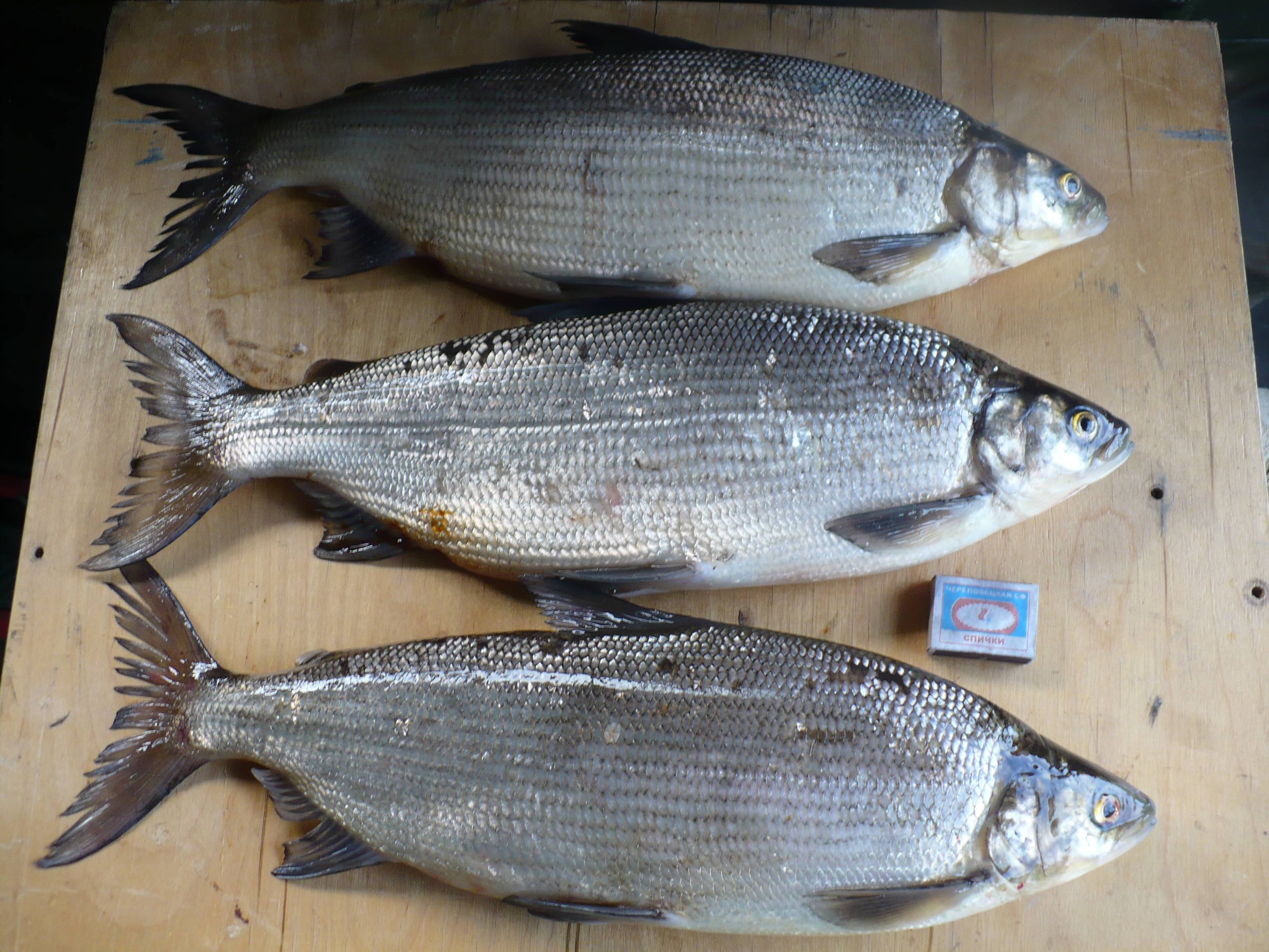 Рыба пелядь (сырок): характеристика вида, обитание в россии, употребление