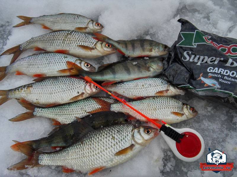 Прикормка для зимней рыбалки на плотву