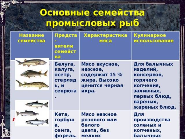 Черная кефаль или лобань: что за рыба, где водится, польза и вред
