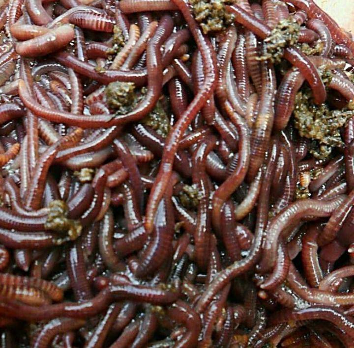Как правильно насаживать червя на крючок?