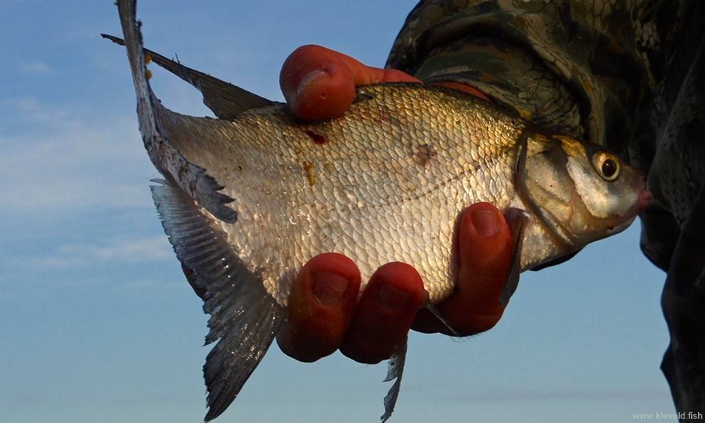 Ловля густеры в разное время года | особенности рыбалки на густеру